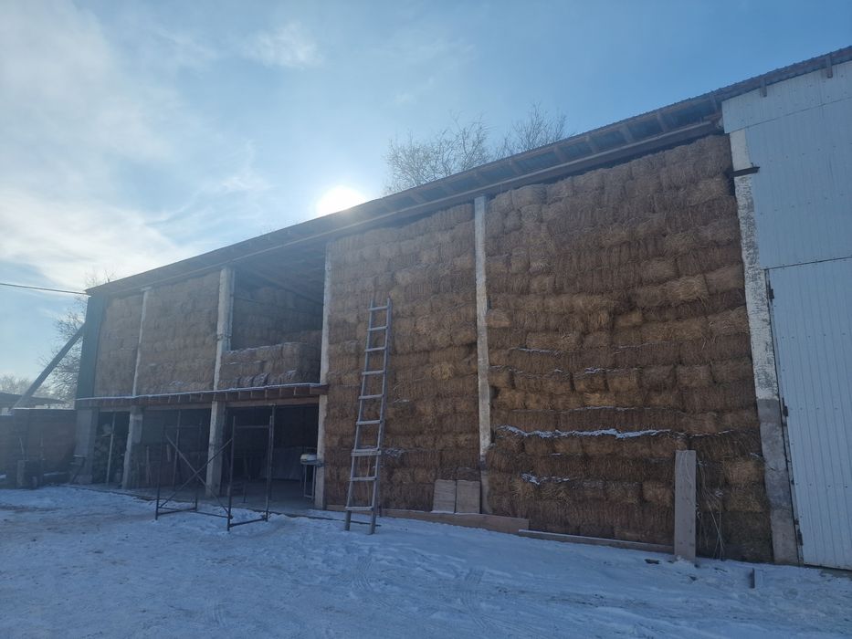 Жоңышқа (Клевер)