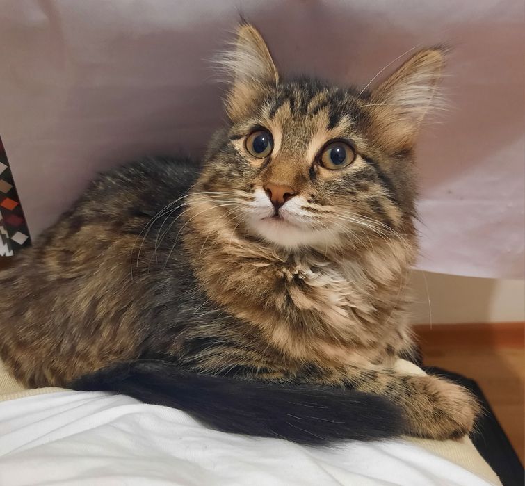 Кошка в добрые руки