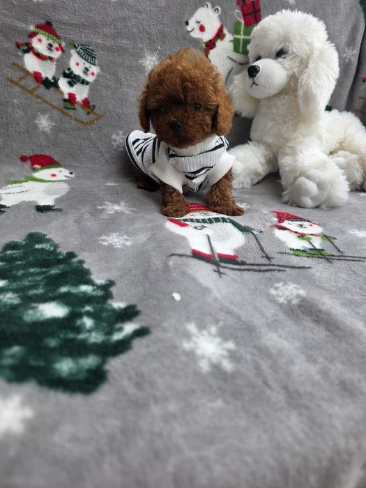 Тийкъп момче/ Tea cup/ с документ за произход