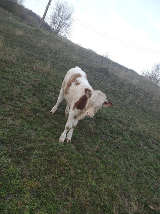 Vând vițel pentru tăiere