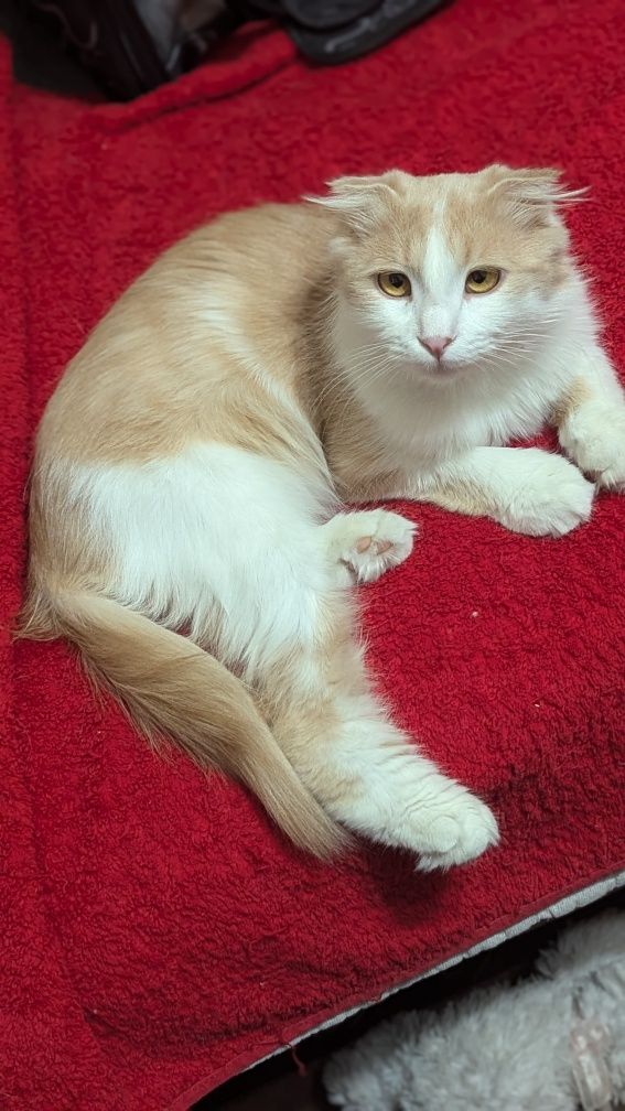 Котик отдается по договору