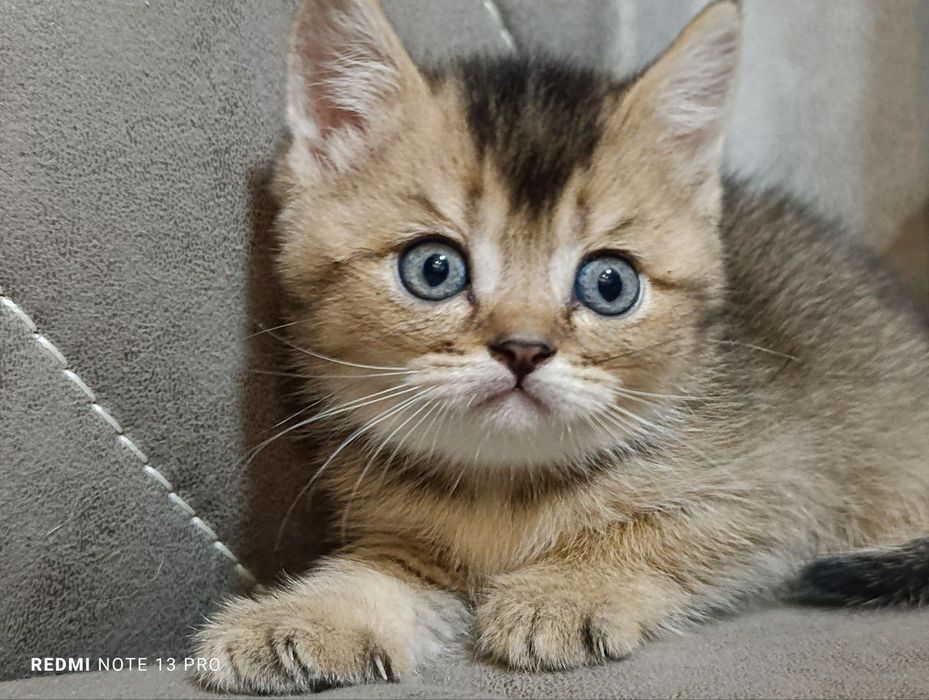 Котята британцы  и шотландцы