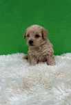 Băiețel maltipoo(pudel-bichon)