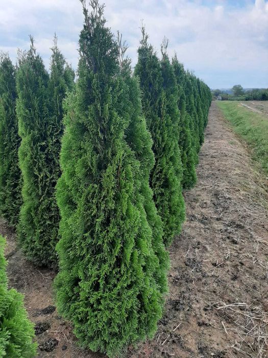 Tuia, Platan, Mesteacăn, tei, fag, stejar