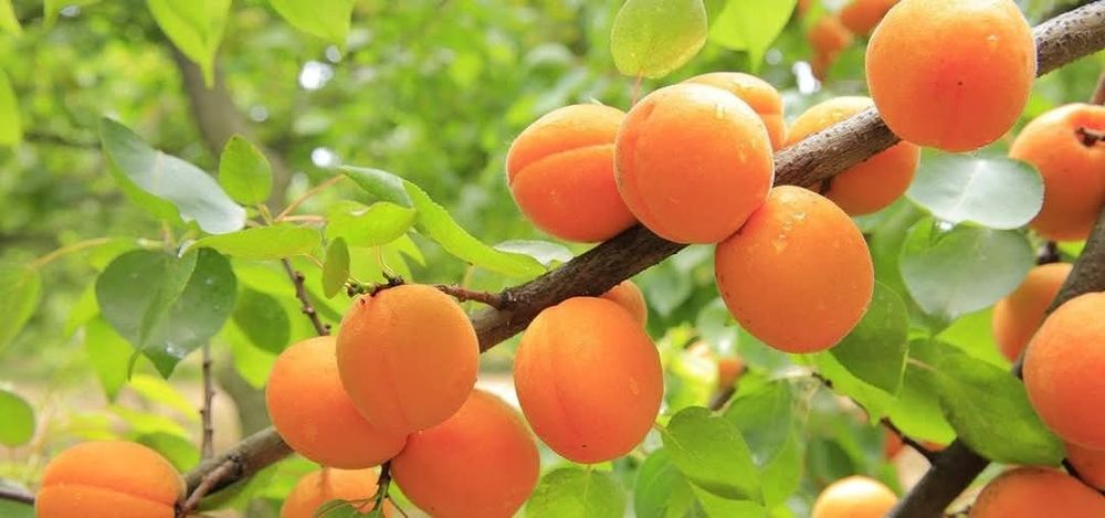 Pomi fructiferi certificati