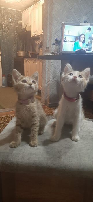 Котята в добрые руки (кошечки)