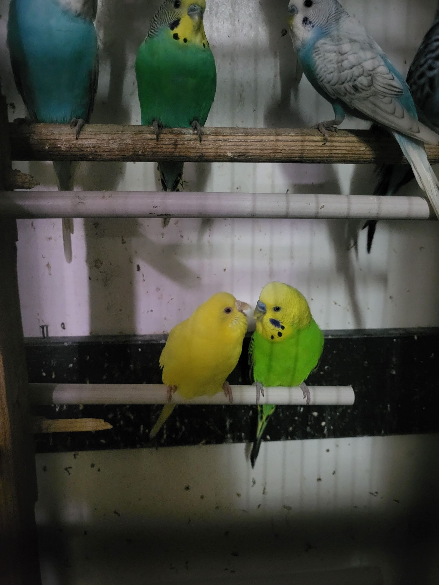 Papagali colorați