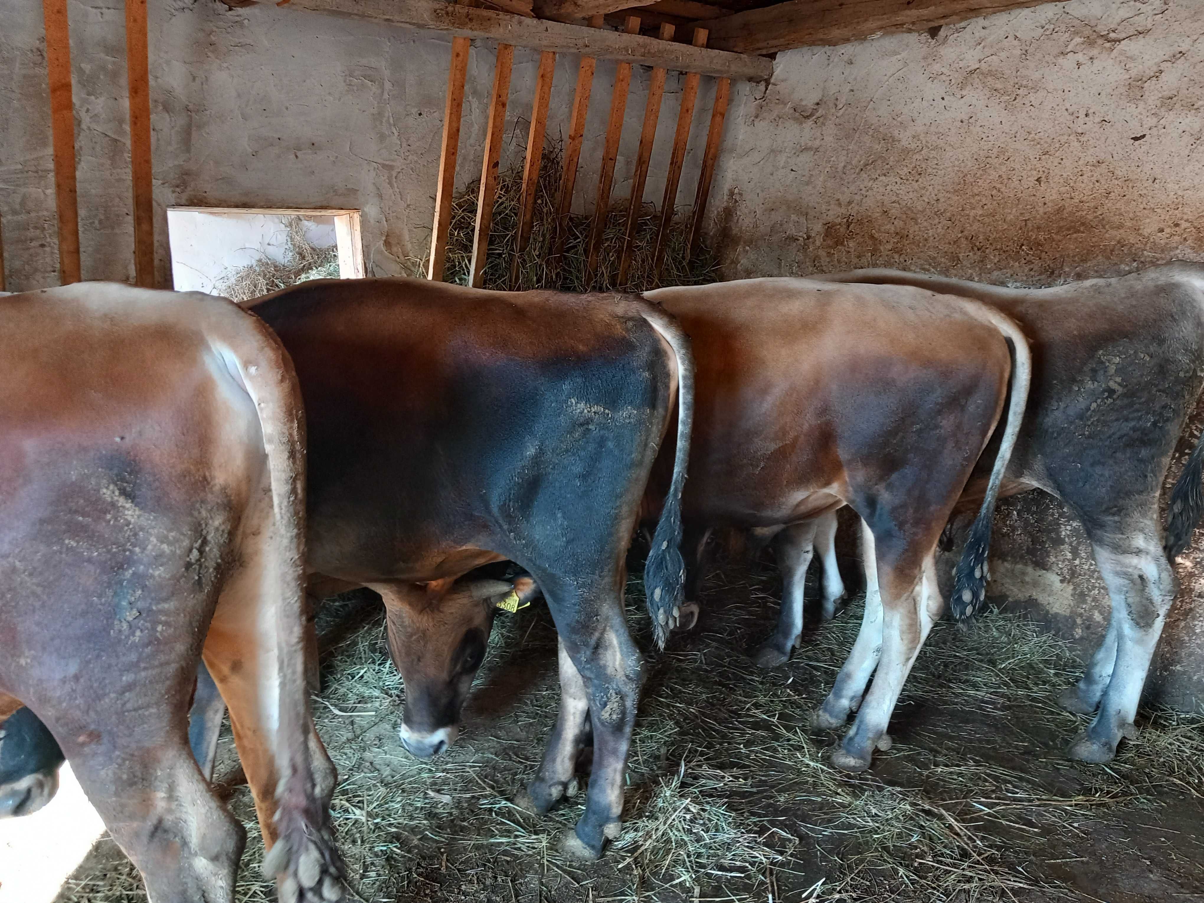 Vand tauri 6 bucati