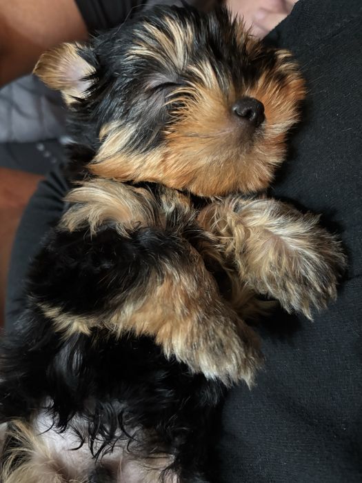 Йоркширски тириер