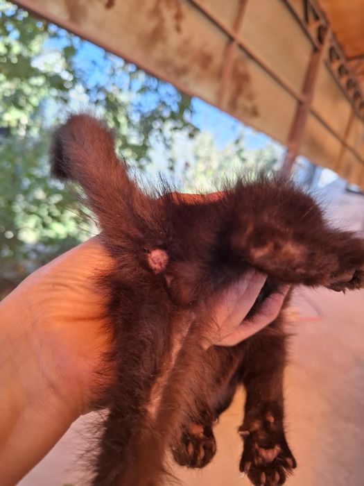 Котёнок вислоухий