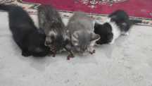 Tekin mushuk bolalari