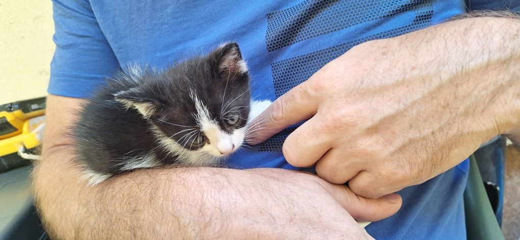 Donez pui de pisicuțe  donez pisici au o luna