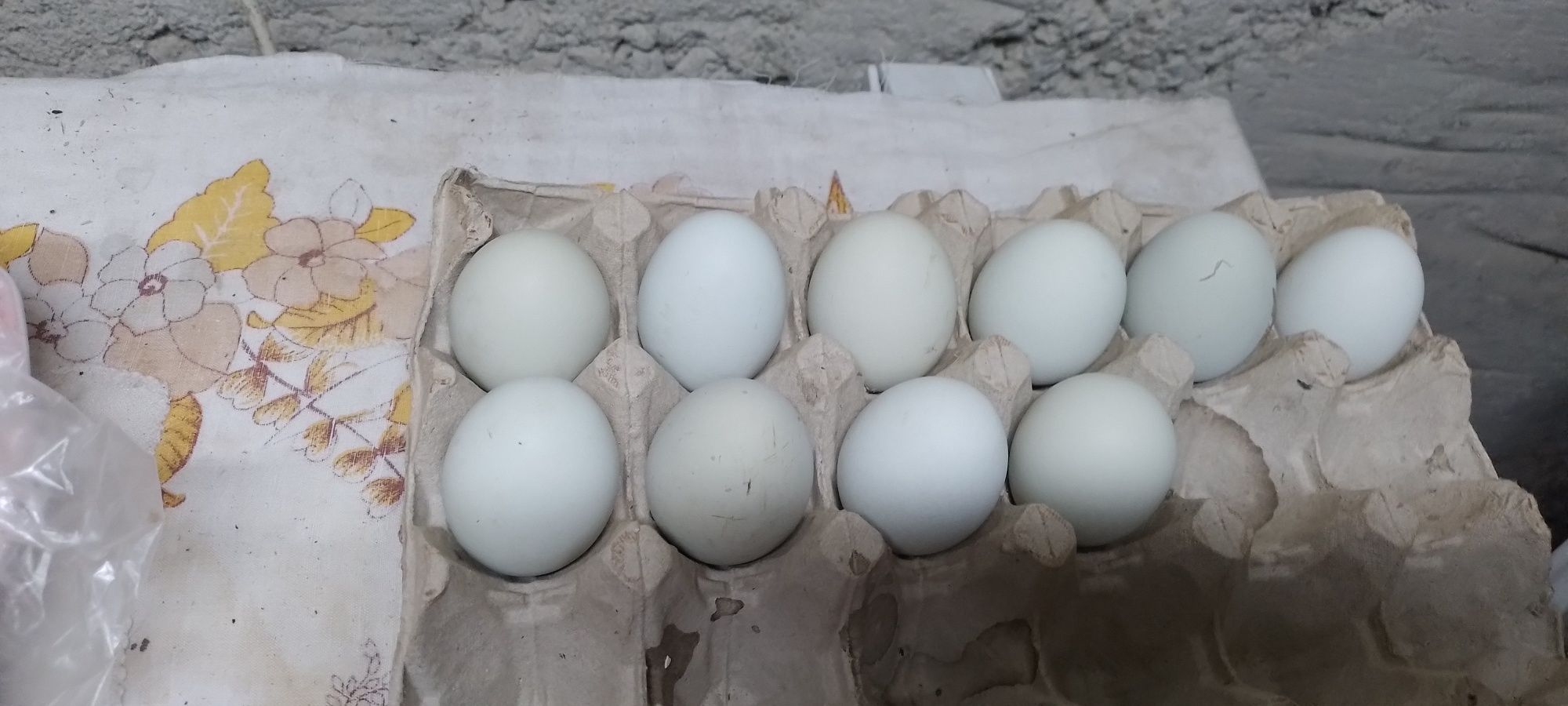 Vând ouă verzi de araucana