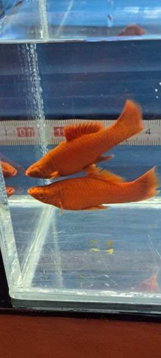 Pesti xyfo blodred juvenili