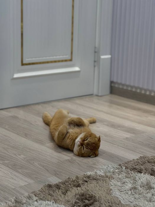 Кошка веслоухая