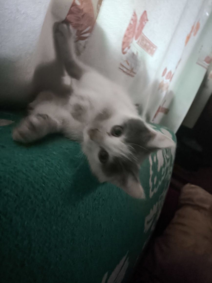Отдам даром котенка