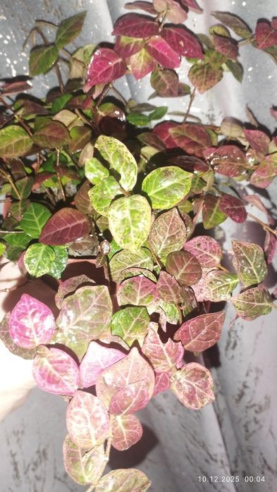 Продается Шикарный Трахелоспермум Триколор