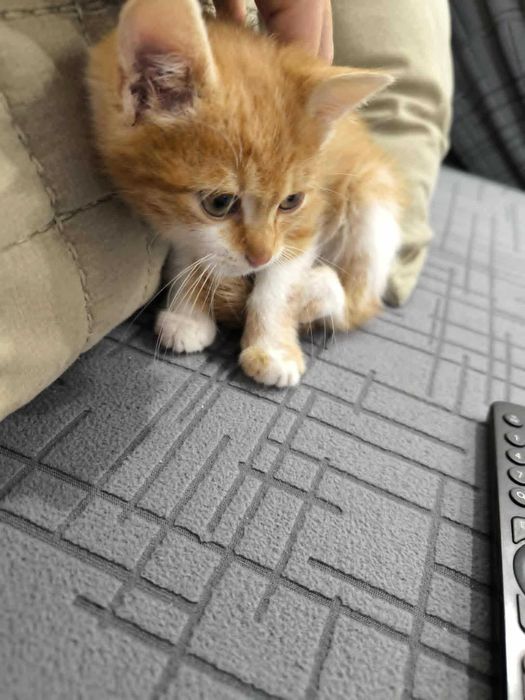 мъжко котенце на осем седмици
