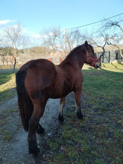 Vând manza de un an și 4 luni cuminte