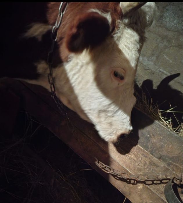 Продам карову молочную