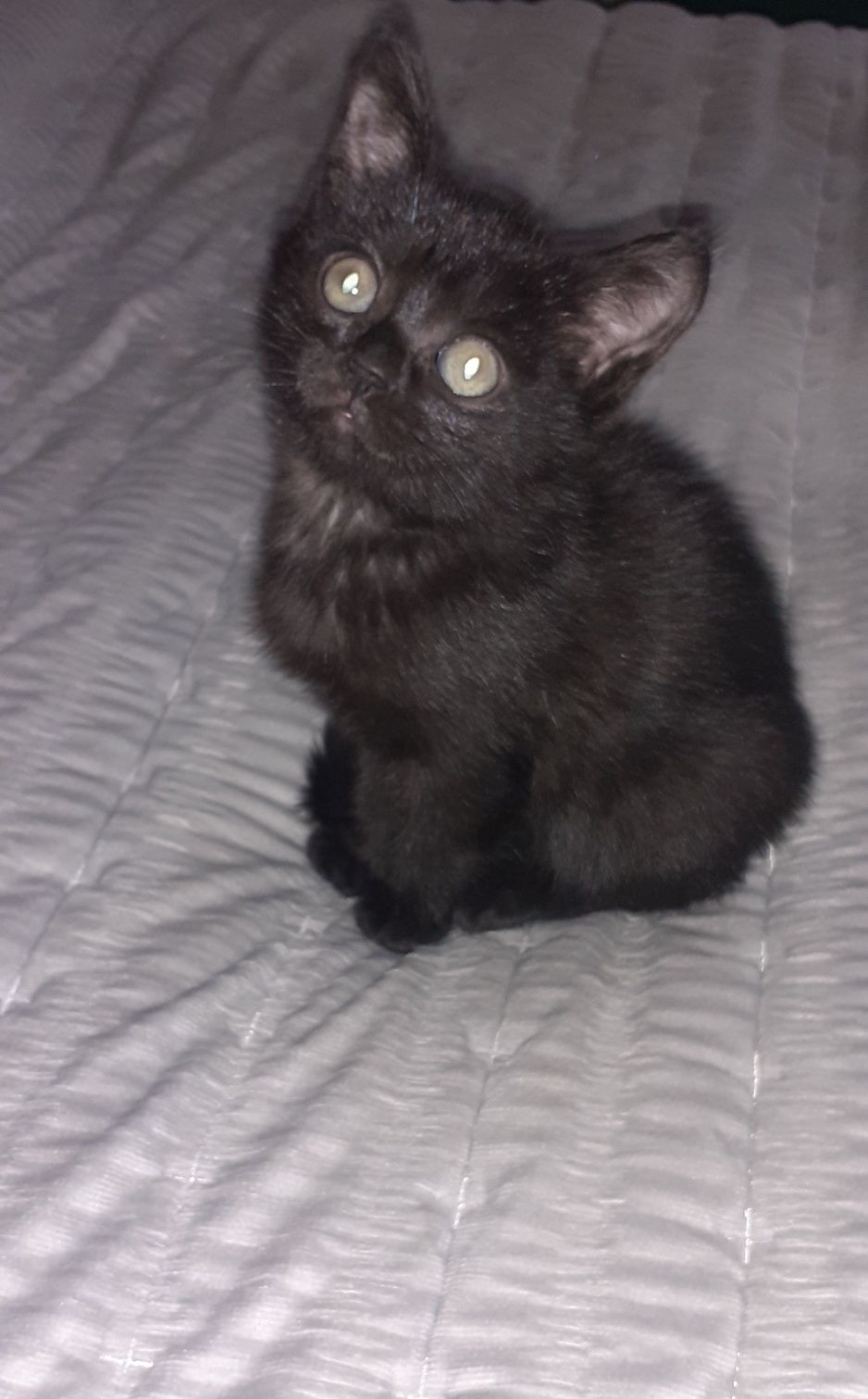 Котята бесплатно