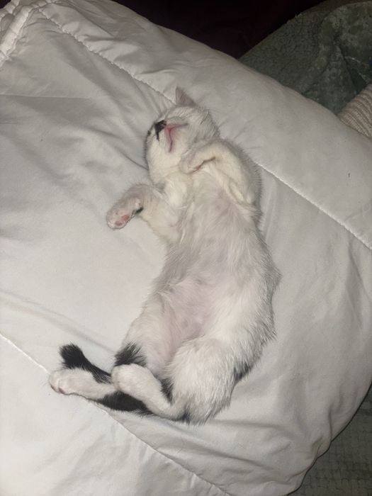 Джой търси семейство