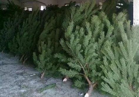 Живая елка Круглосуточно Доставка