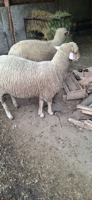 Berbecuț gras si tanar la alegere unu din doi pentru pastrama