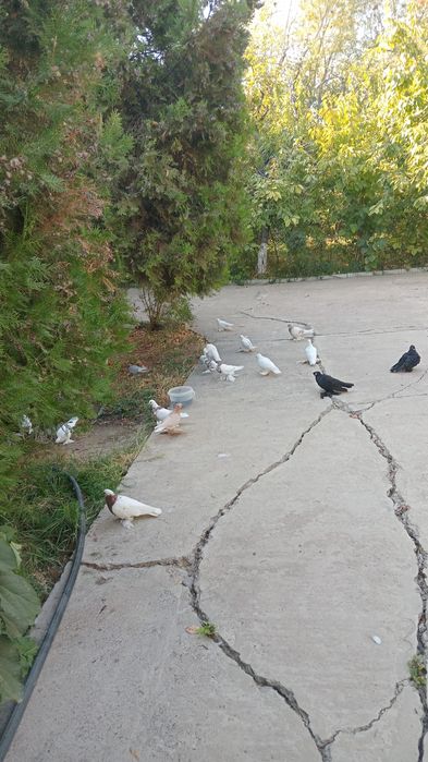 Голуби,все вольные летные