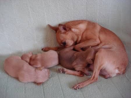 Чистокровный мини тойтерьер мальчик