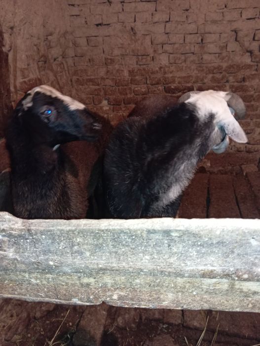 2 dona qochqor sotiladi.