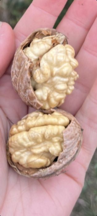 Nuci în coaja  .