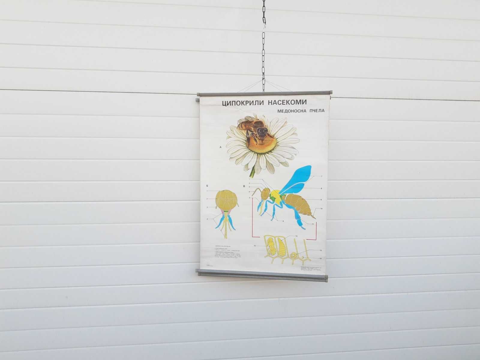 Стар учебен плакат постер Медоносна пчела
