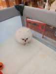 Pomeranian băiețel