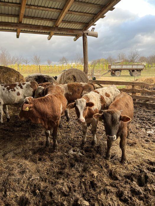 Vand baltate frumoase