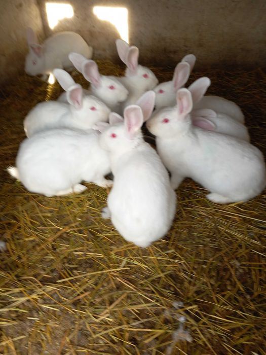 Iepuri de Panoia de vânzare