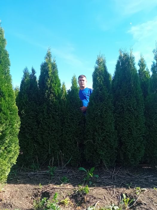 Vând tuia smaragd diferite dimensiuni