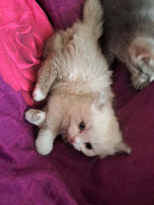 Котята в очень добрые руки