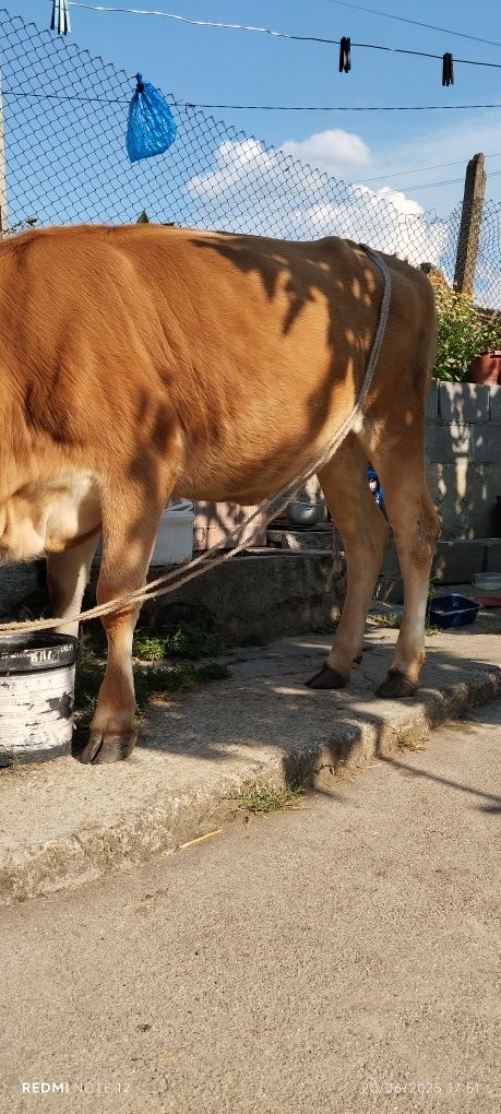 Продавам Юница година и половина