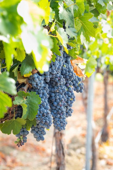 Merlot - Struguri de Vin - Merlot sau Feteasca - De La PRODUCATOR