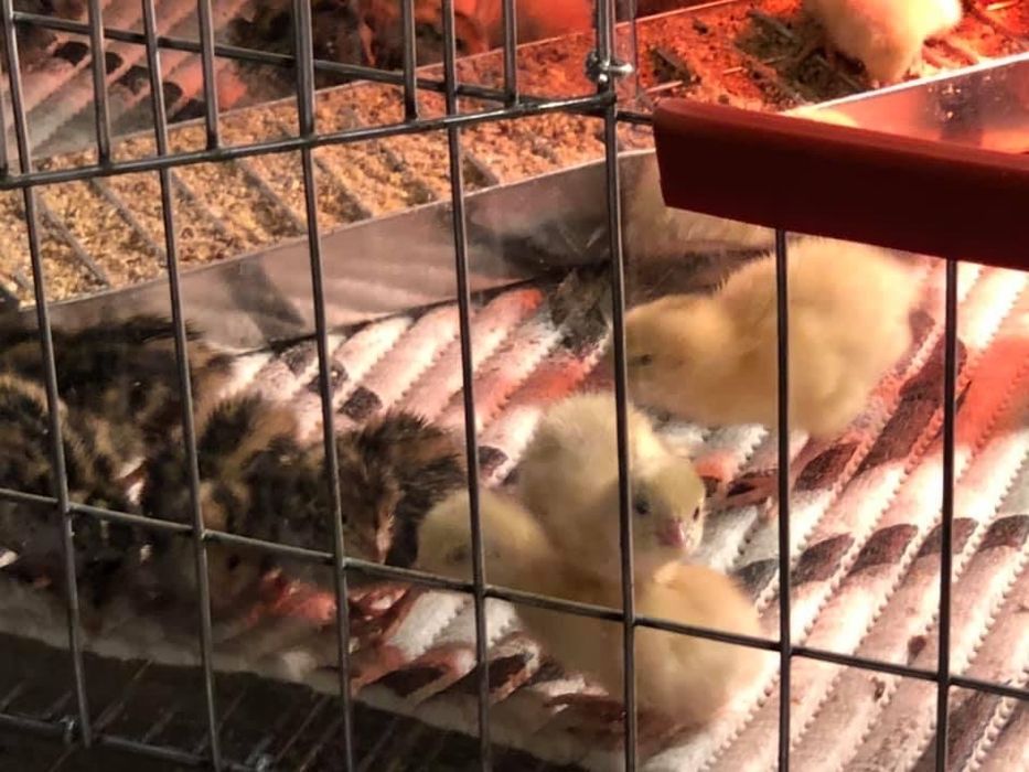 Pui Prepelite oua Custi capcane maternitati