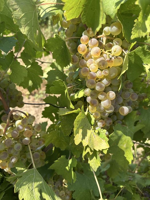 Struguri pentru vin