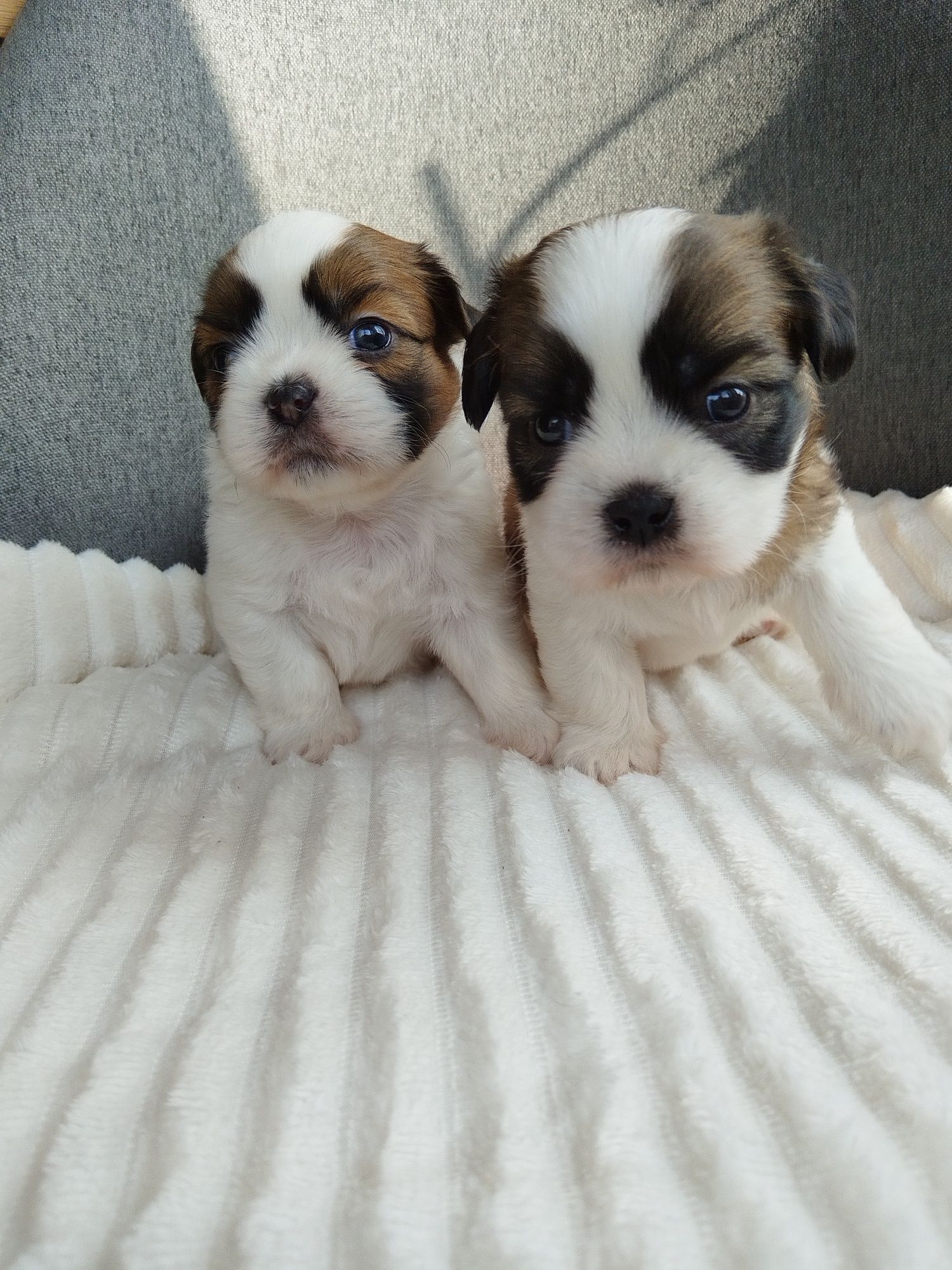 Ши тцу /shih tzu baby
