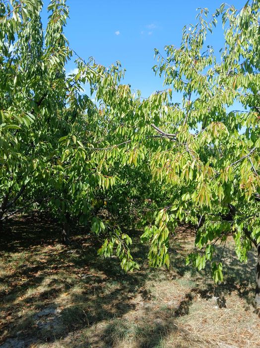 Продава се Къща в с. Мали Върбовник, Област Кюстендил - 104 кв.м за 294 €/кв.м - Снимка #9