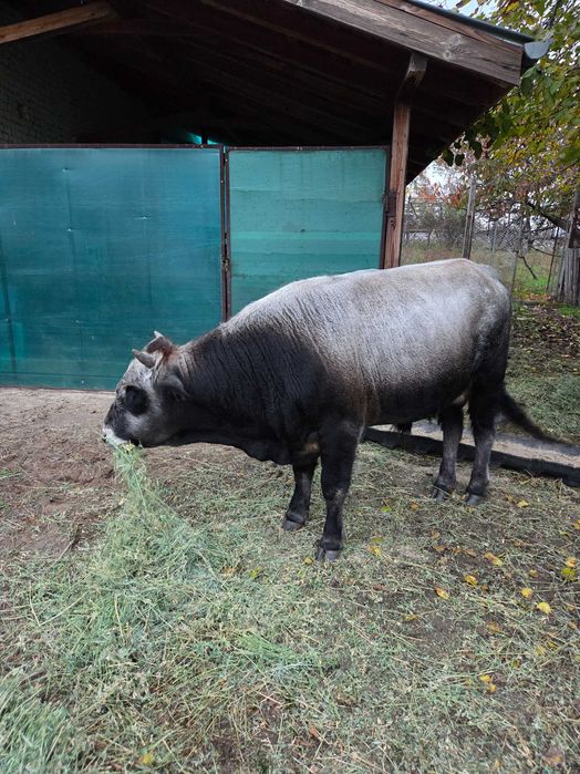 Мъжко месодайно теле