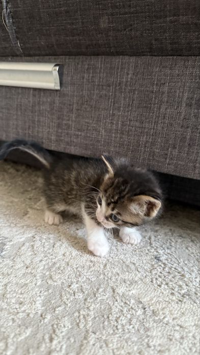 Отдам котят даром