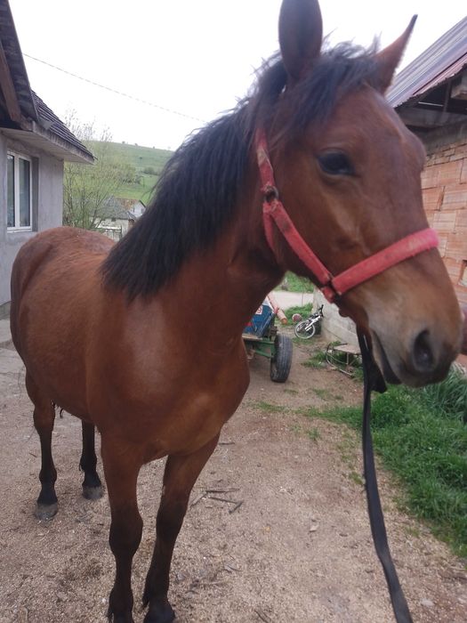 Mânză de vânzare