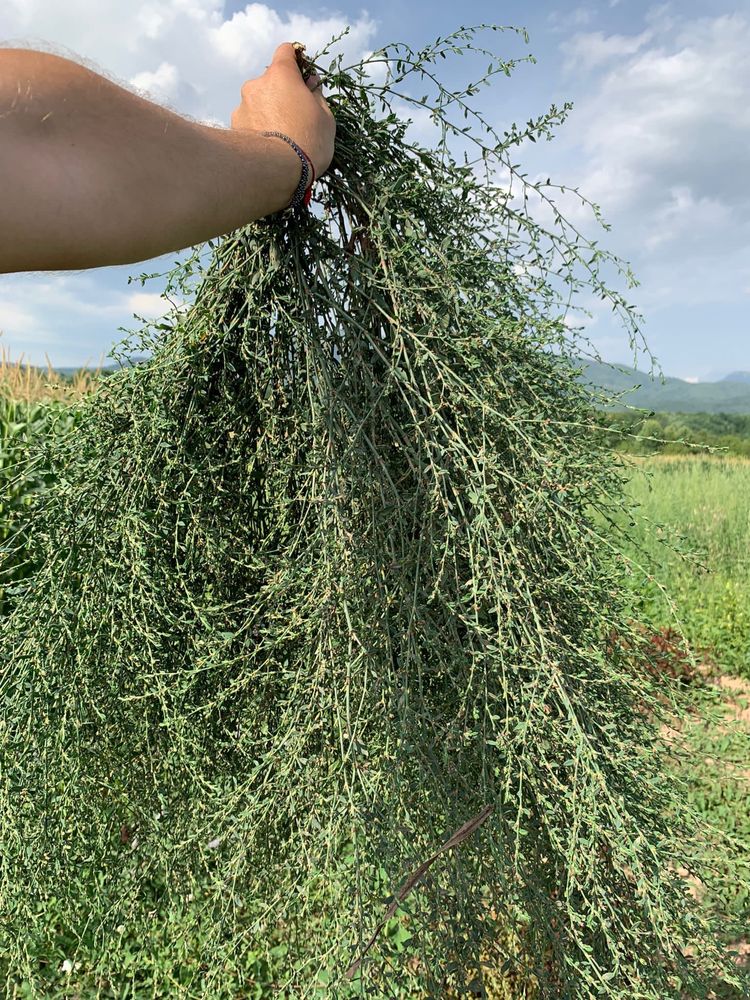 Ceaiuri din plante medicinale