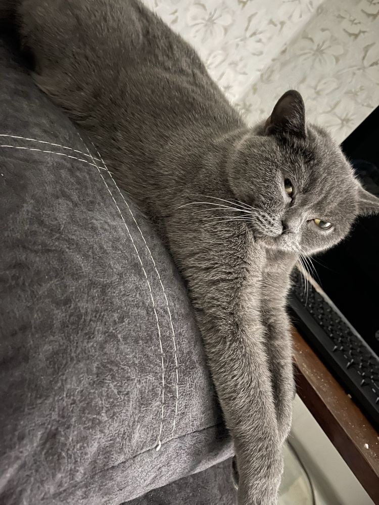 Ищем кошечке кота( за котенка)