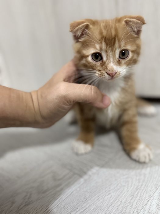 Skotish fold Srochna sotiladi